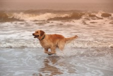 Cape May pet friendly vacation rentals