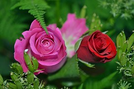 roses-208980__180